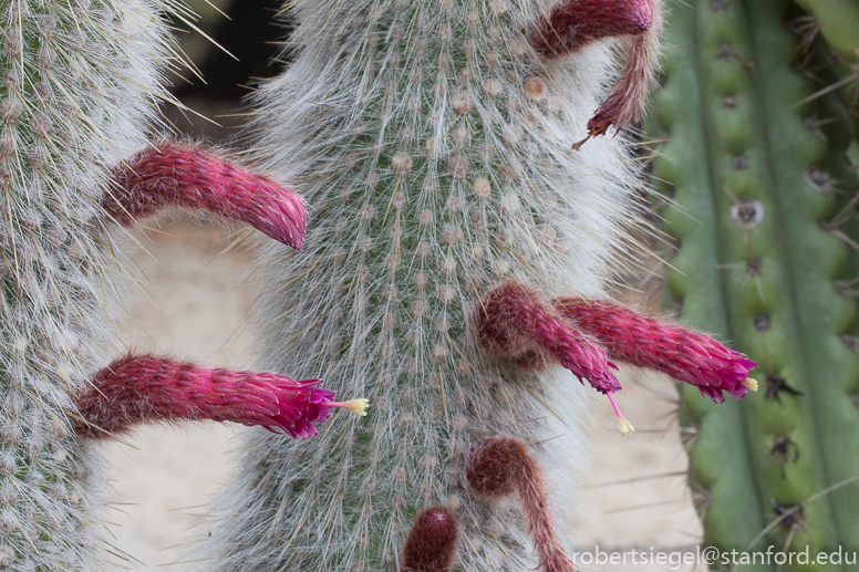 arizona garden